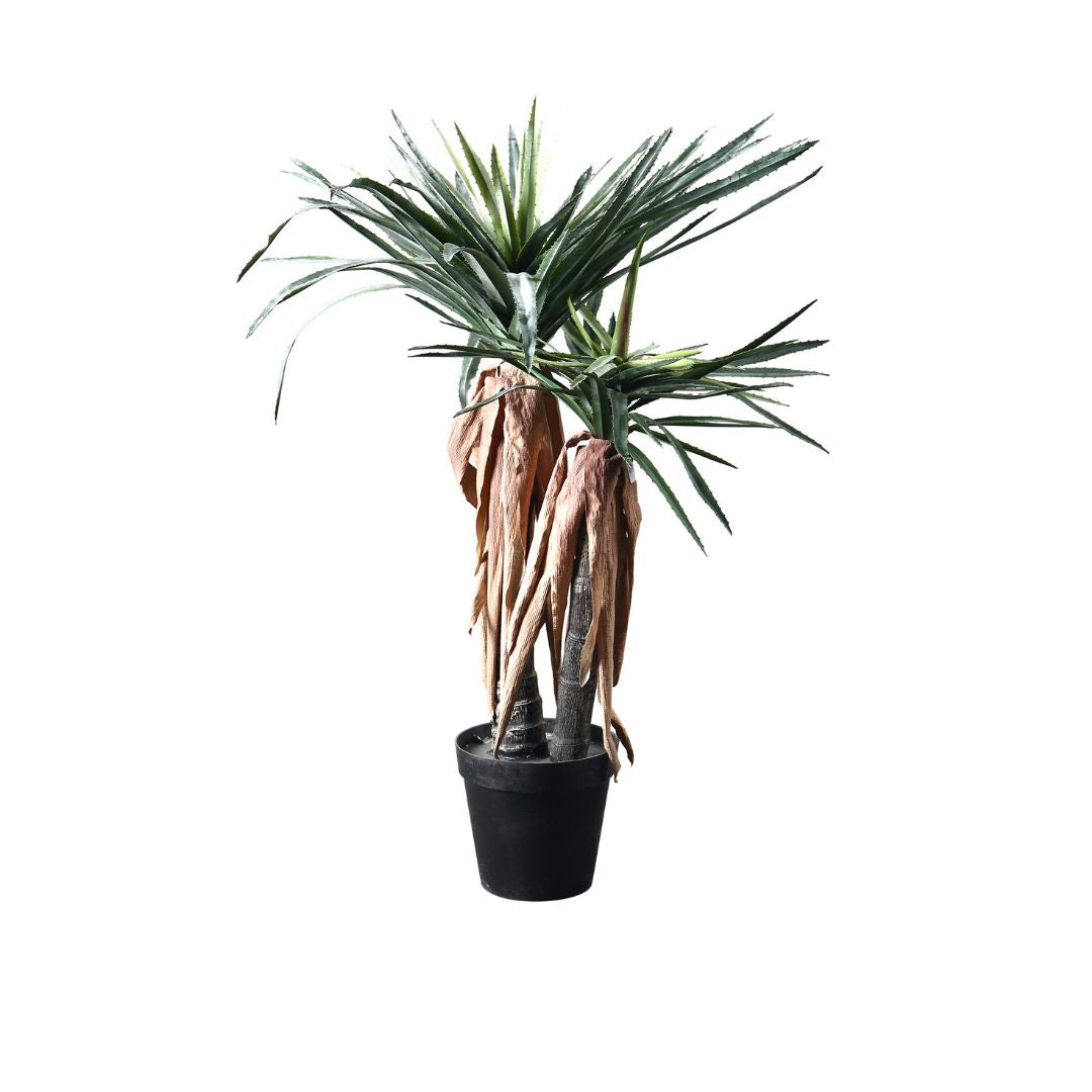 Pre Order 15 Days Delivery Longleaf Aloe Vera Plant With Black Glue Pot CT25 -  Plants | شجرة عيد الميلاد مع ضوء LED - ebarza Furniture UAE | Shop Modern Furniture in Abu Dhabi & Dubai - مفروشات ايبازرا في الامارات | تسوق اثاث عصري وديكورات مميزة في دبي وابوظبي