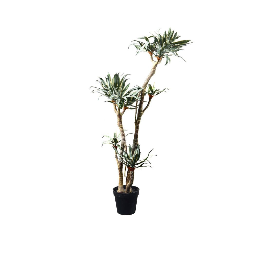 Pre Order 15 Days Delivery Phnom Penh Tequila Tree CT19 -  Plants | شجرة عيد الميلاد مع ضوء LED - ebarza Furniture UAE | Shop Modern Furniture in Abu Dhabi & Dubai - مفروشات ايبازرا في الامارات | تسوق اثاث عصري وديكورات مميزة في دبي وابوظبي